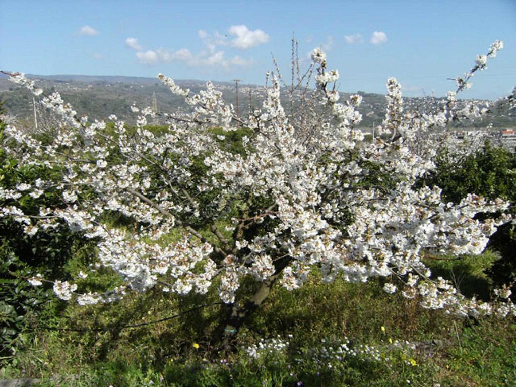 Baglio Delle Rose Bed & Breakfast Giarre Exterior foto