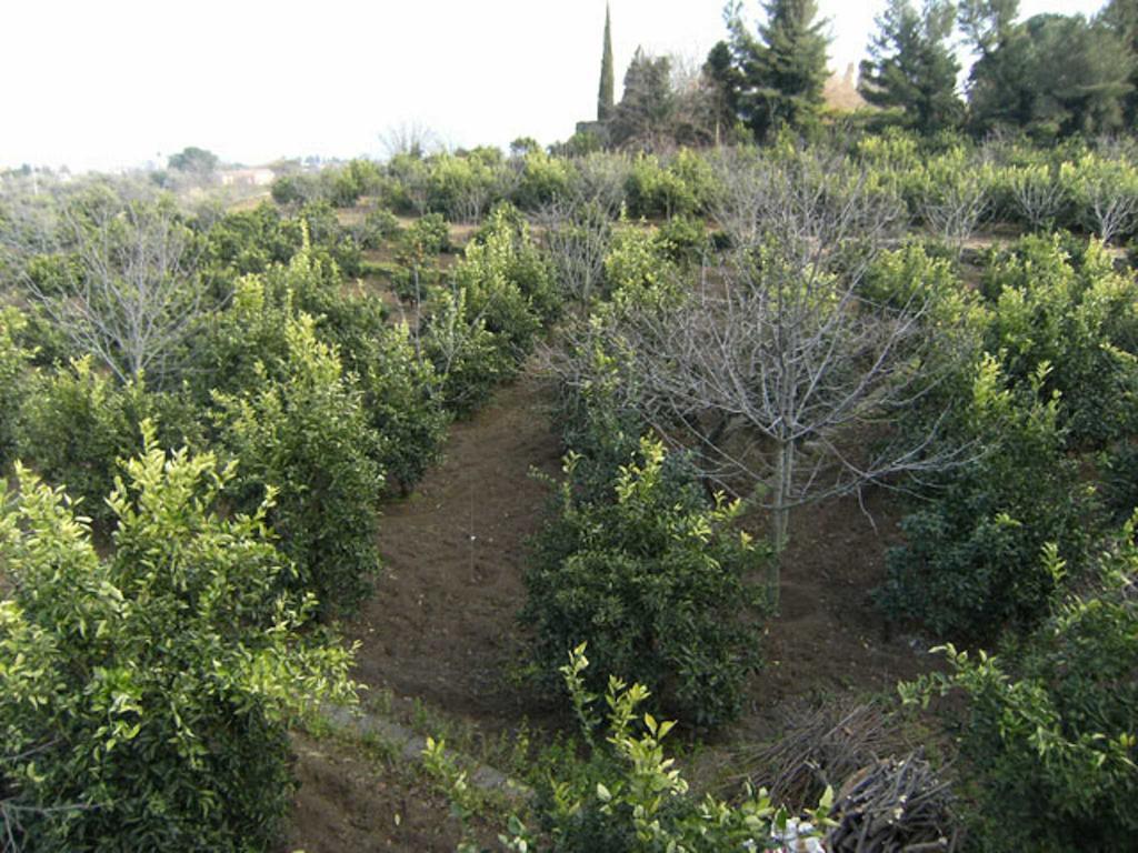 Baglio Delle Rose Bed & Breakfast Giarre Exterior foto