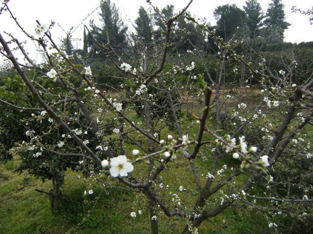 Baglio Delle Rose Bed & Breakfast Giarre Exterior foto
